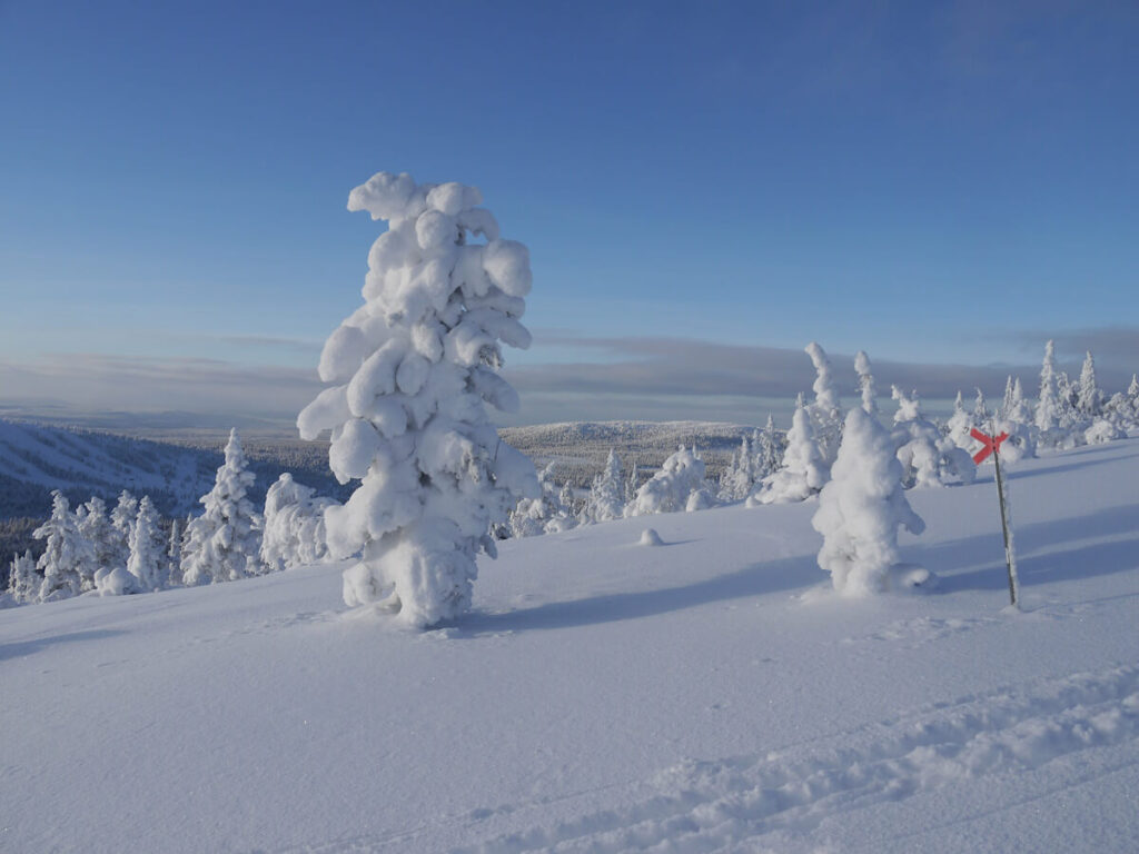 Bäume im Tiefschnee an der Waldgrenze südwestlich vom Berg Städjan (1131 m) am 24.01.2014