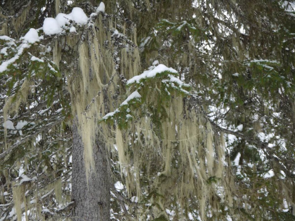 Bartflechten an einer Fichte im Tal des Flusses Grövlan am 08.03.2018. Bartflechten sind sehr genügsame Epiphyten, die insbesondere an Fichten in den Bergwäldern um Idre häufig anzutreffen sind. Sie sind Bioindikatoren für eine höhe Luftqualität, und in Gegenden mit einer hohen Luftverschmutzung, wie z.B. Industriegebieten kommen sie nicht vor.