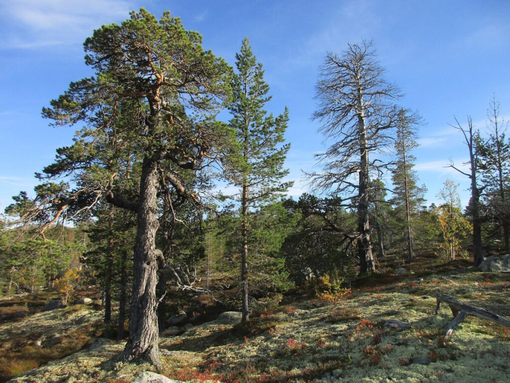 Bergwald mit mehrhundertjähriger Kiefer am Südostende des Sees Rogen am 12.09.2016