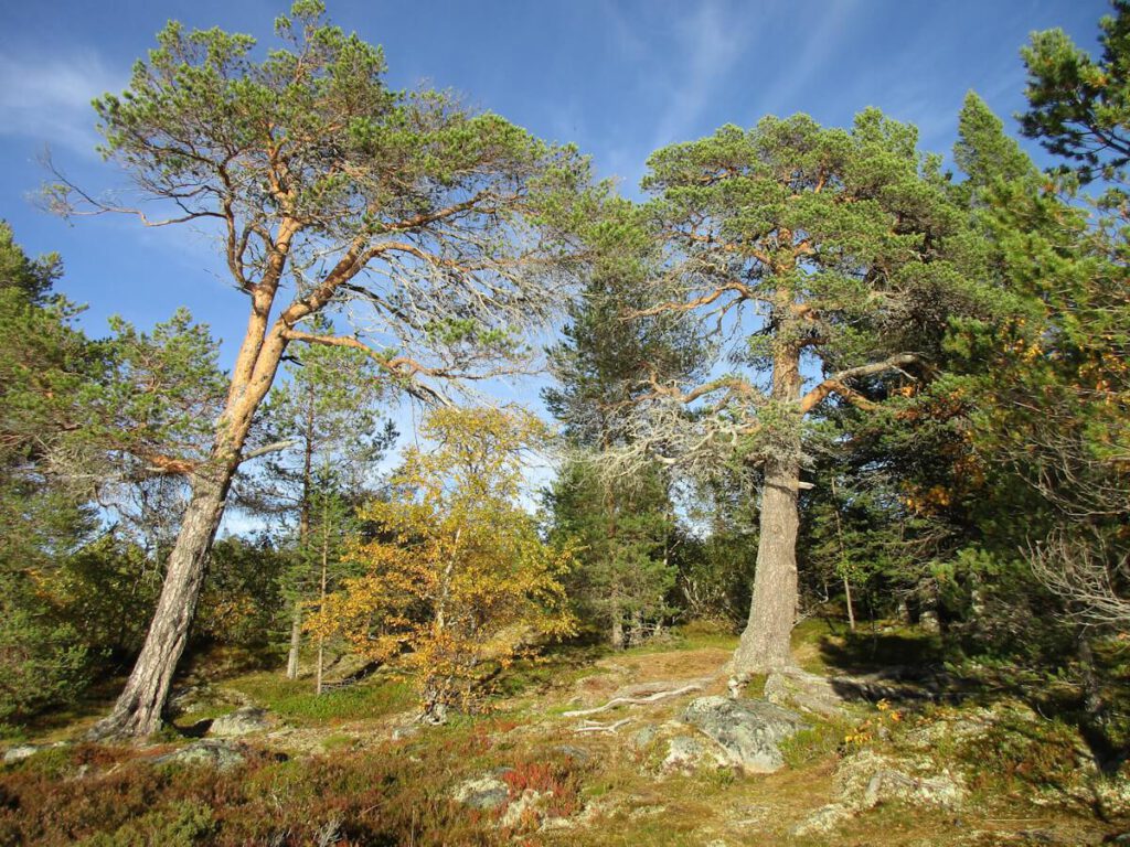 Bergwald mit großen alten Kiefern am Südostende des Sees Rogen (758 m) am 12.09.2016