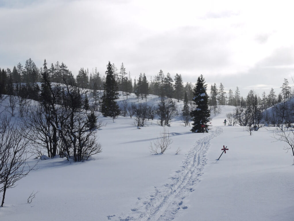 Bergwald an der Waldgrenze am Nipfjell in der Nähe der Ulandsstugan am 22.02.2018