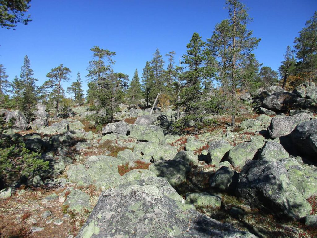 Blockfeld mit Bergwald beim Aufstieg vom Südostende des Sees Rogen (758 m) zur Anhöhe Tandsjövålen (995 m) am 13.09.2016