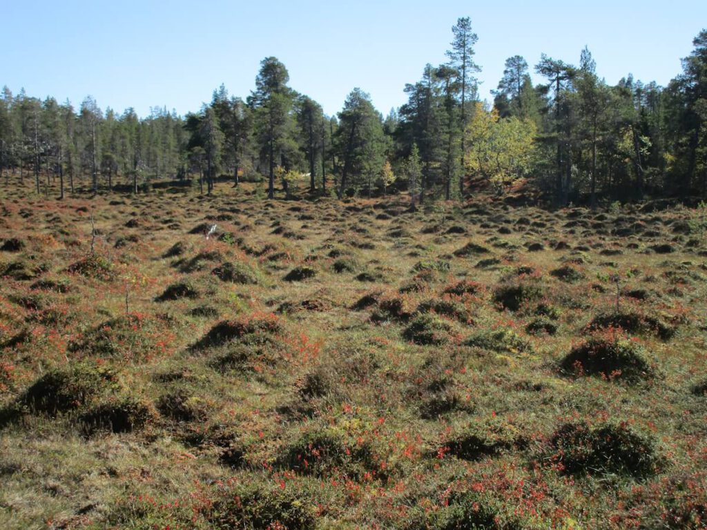 Bodenerhebungen (Bülte) in einem Moor auf dem Weg von der Anhöhe Tandsjövalen (993 m) zur STF-Hütte Rogenstugan am See Rogen (758 m) am 13.09.2016