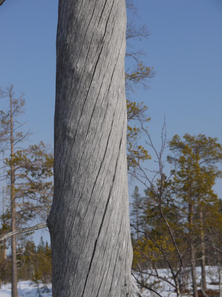 Drehwuchs am Stamm einer abgestorbenen Kiefer im Bergwald in der Nähe des Naturpark-Informationszentrums "Naturum" beim Fulufjell am 27.03.2014. An windausgesetzten Standorten im Gebirge und an Küsten entwickeln Bäume aus statischen Stabilitätsgründen den sogenannten Drehwuchs. Aus den selben Gründen werden die Fasern und Kardeelen von Seilen gedreht.