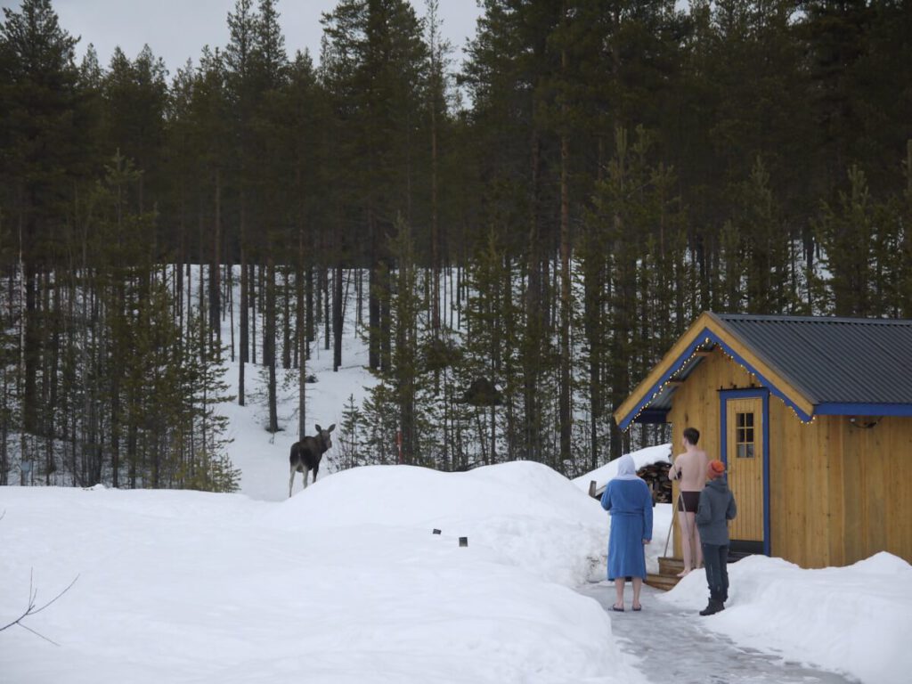 Ein Elch am Rande des "Aktivcamp Idre" von "Rucksack-Reisen" am 07.03.2014