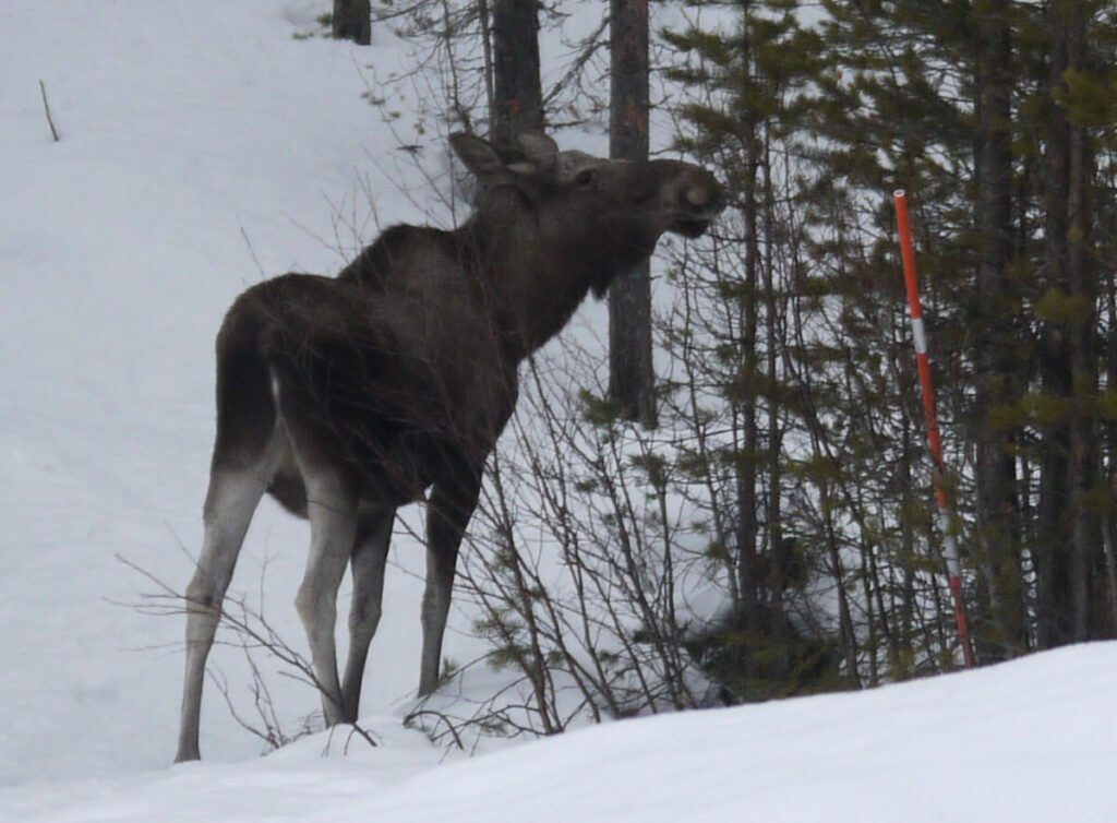 Der Elch am Rande des "Aktivcamp Idre" von "Rucksack-Reisen" knabbert Kiefernzweige (07.03.2014). Im Winter sind bei hoher Schneedecke erreichbare Kiefernzweige oft die einzige verfügbare Nahrung der Elche. Die Nahrungsverfügbarkeit im Winter bestimmt die Größe der Elchpopulationen.