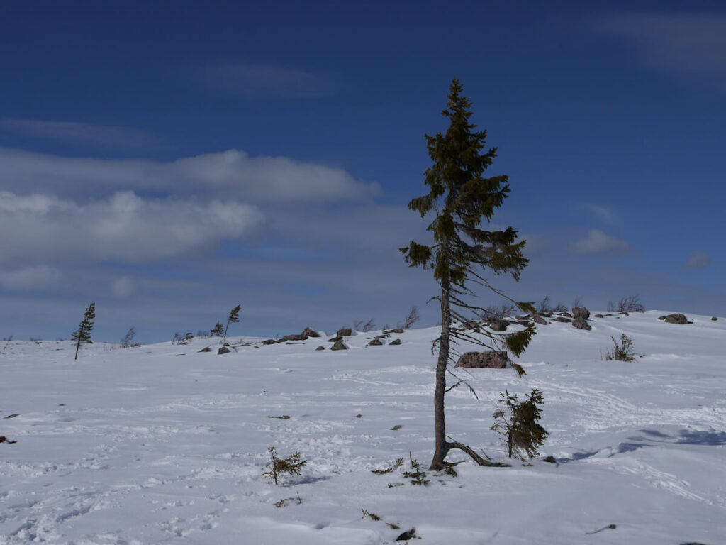 Die ca. 9500 Jahre alte Fichte "Old Tikko" auf dem Hochplateau des Fulufjells am 01.04.2015