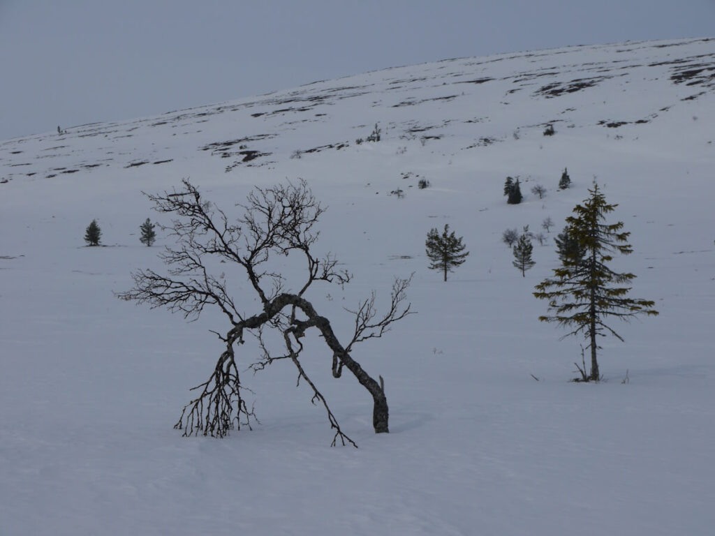 Bizarr geformte Fjellbirke an der Baumgrenze am Langfjell am 18.03.2015