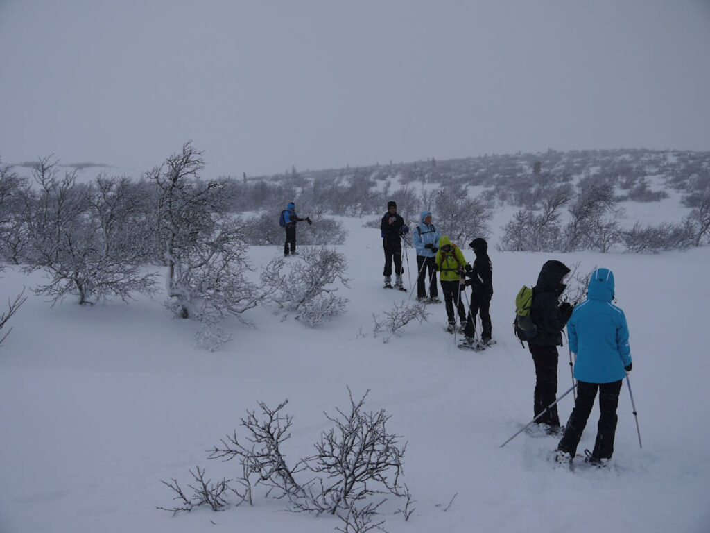 Fjellbirken der Krummholzzone am Rand des Hochplateaus des Fulufjells oberhalb des Wasserfalls Njupeskär am 03.01.2014