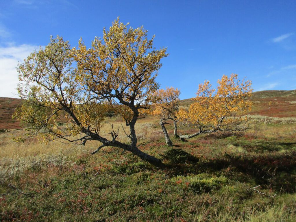 Fjellbirken an der Baumgrenze beim Aufstieg vom See Hävlingen (778 m) auf das Slagufjället am 12.09.2016