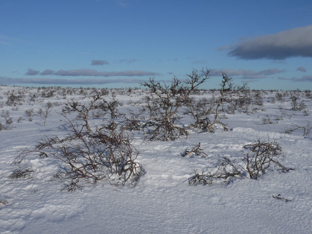 Niedrige buschförmige Fjellbirken auf dem Fulufjell am 20.02.2015