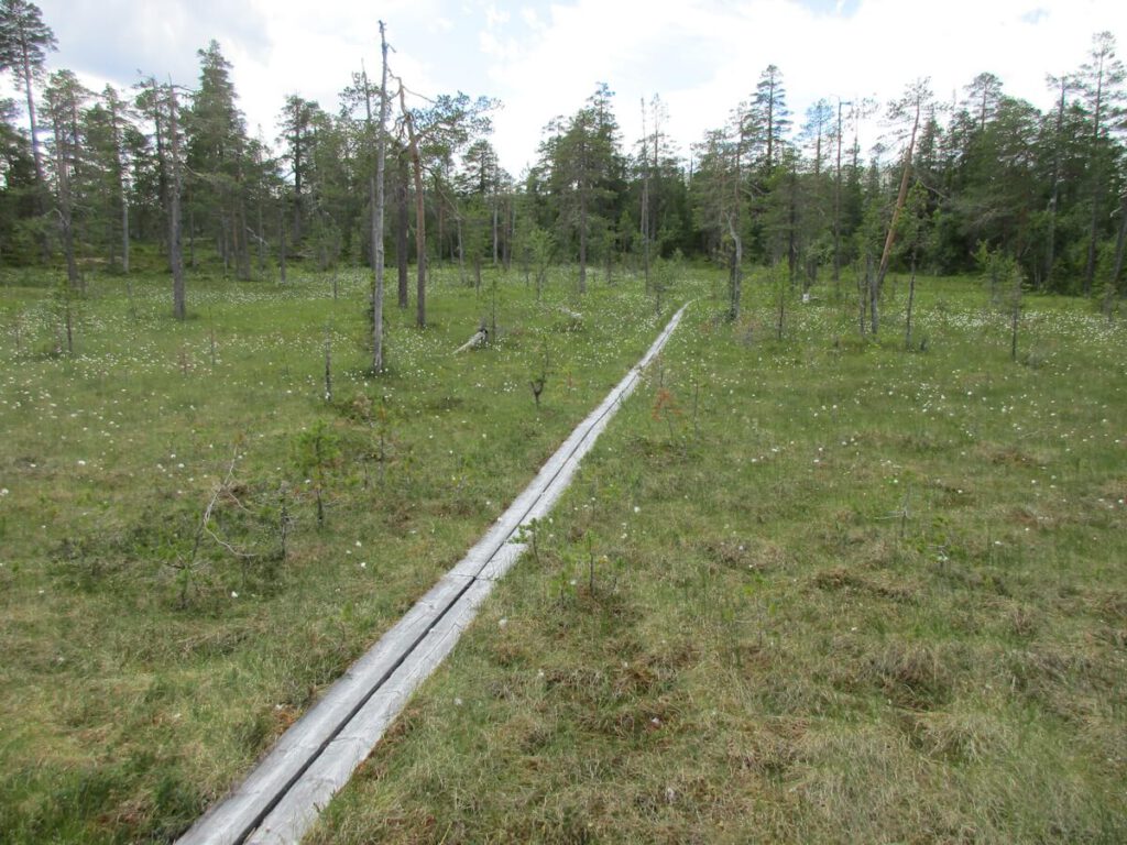 Holzbohlenweg über ein Moor im Göljåntal am 10.07.2016