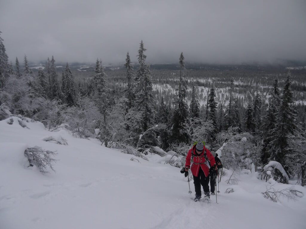 Tourengruppe beim Passieren der von bizarr geformten Fjellbirken gebildeten Krummholzzone an der Waldgrenze beim Aufstieg von der Almsiedlung Gränjåsvallen zum Berg Städjan (1131 m) am 27.02.2014