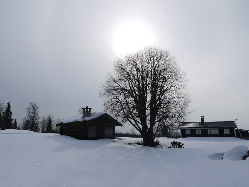 Die kleine Almsiedlung Lövåsen mit Ahorn auf einer Höhe von ca. 800 m am Fuße des Langfjells am 18.03.2015