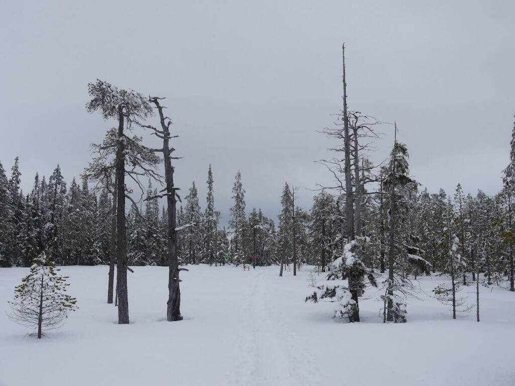 Bergwald nahe der Waldgrenze oberhalb der Almsiedlung Gränjåsvallen am 06.03.2014