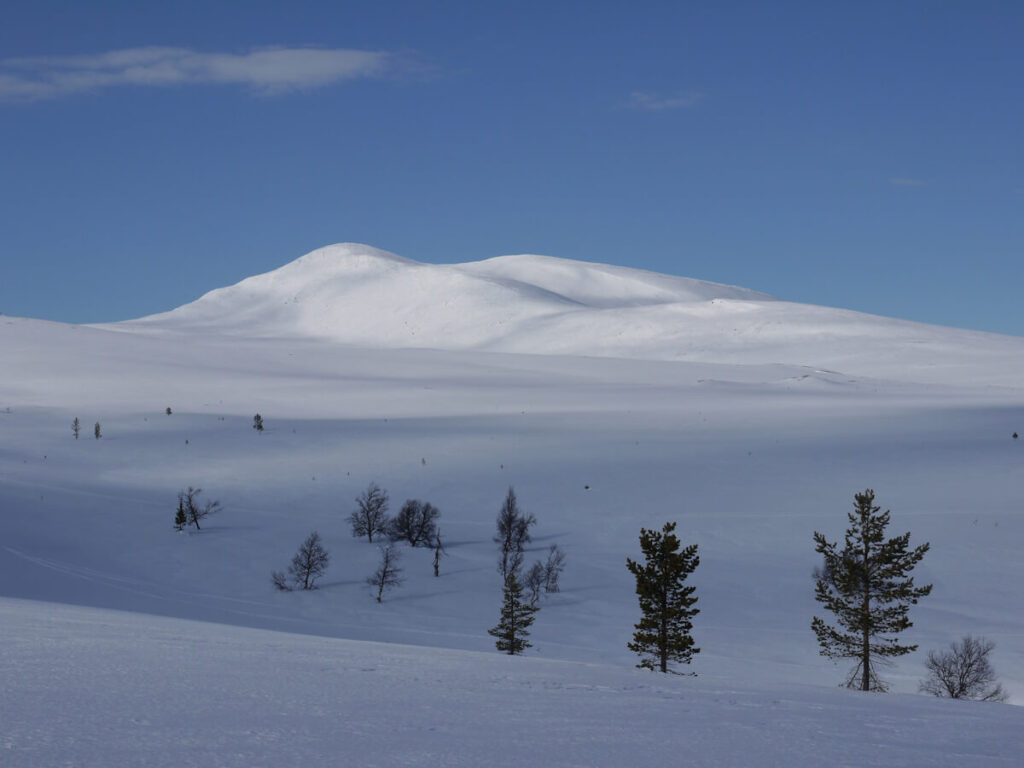 Blick auf das Salsfjellet (1278 m) in der Femundsmarka in der Nähe von Grövelsjön von Südosten während einer Schneeschuhtour am 26.03.2014