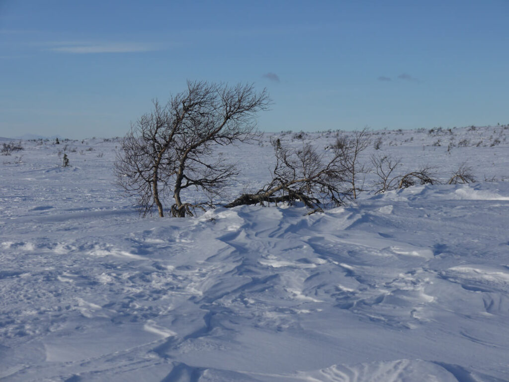 Deflations- und Korrasionsformen des vom Wind verlagerten Schnees auf dem Hochplateau des Fulufjells am 10.02.2015