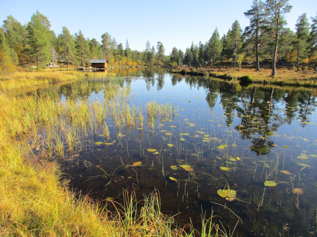 Einer der zahlreichen kleinen, langgestreckten und gebogenen glazialzeitlichen Seen der durch Staffelmoränen geprägten Landschaft um den See Rogen (758 m), hier: in der Nähe der kleinen Hüttensiedlung Rogsbodarna. Das Gebiet um den See Rogen ist Typlokalität für Staffelmoränen und ein beliebtes Exkursionsgebiet für Geowissenschaftler und Quartärforscher.