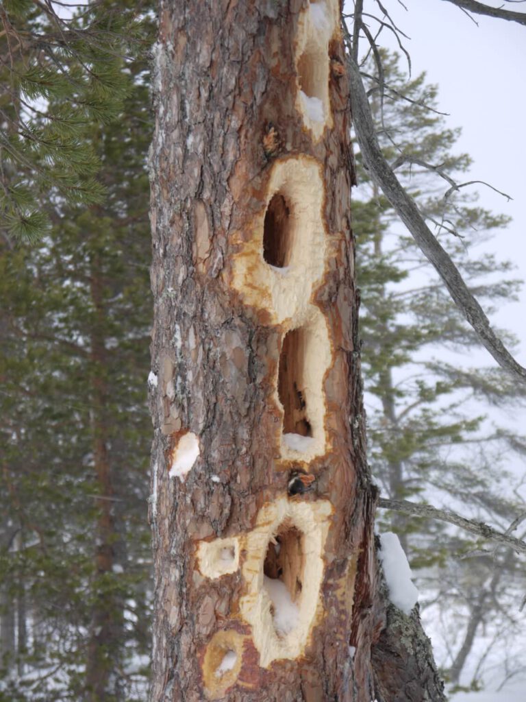 Spechthöhlen im Stamm einer Kiefer im Bergwald beim Wasserfall Njupeskär am Fulufjell am 14.02.2018