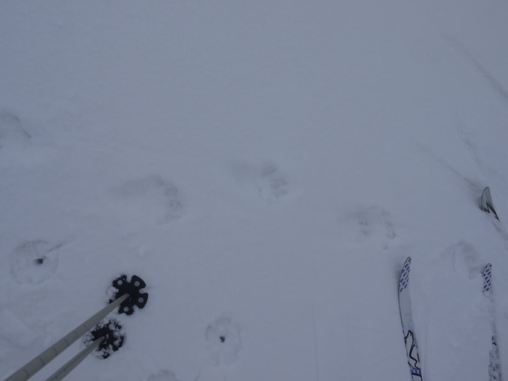 Die Spur eines Vielfraß am Winterweg vom Nipfjell zum Städjan am 04.03.2014. Zuerst wurde eine Bärenspur vermutet, doch die Bären halten in Winter eine Winterruhe und sind nicht aktiv.