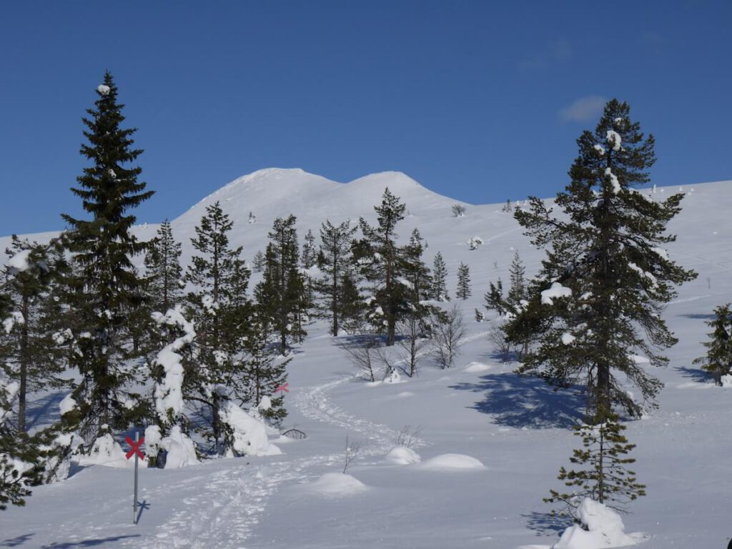 Waldgrenze am Berg Städjan (1131 m) oberhalb der Almsiedlung Gränjasvallen am 14.03.2018