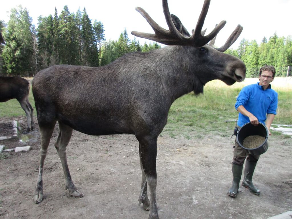 värmlands-moosepark