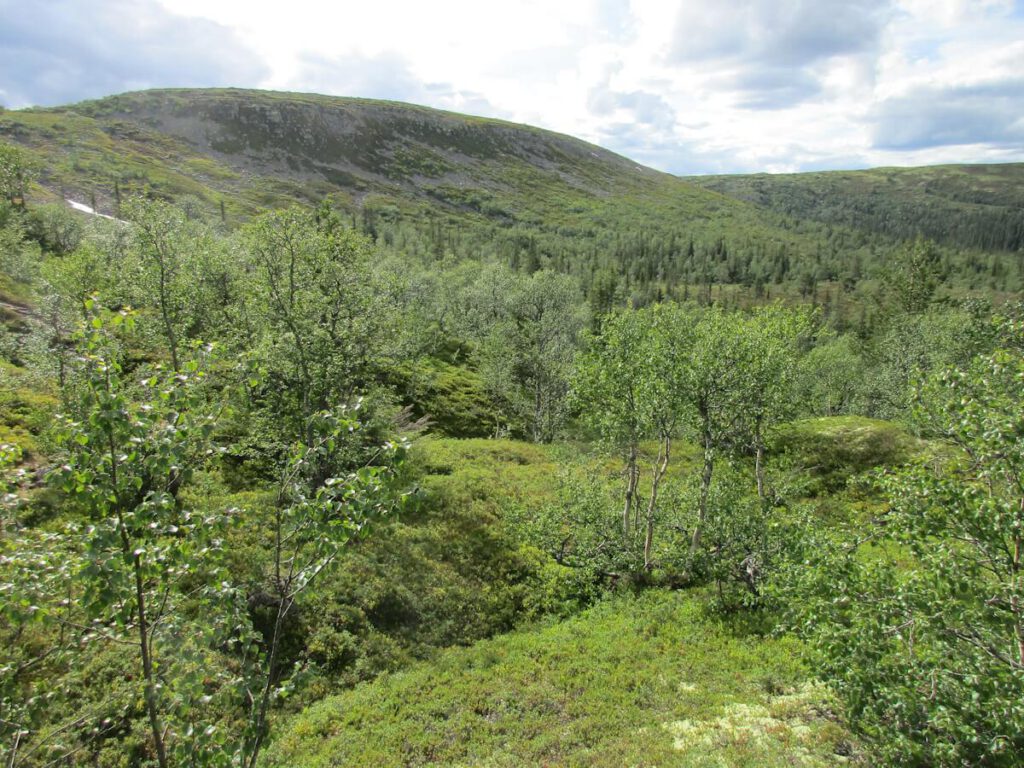 An der Waldgrenze im Göljåtal unterhalb des Hochplateaus des Fulufjells am 10.07.2016. Abhängig von der Geländeexposition liegt die Waldgrenze im Göljåtal bei einer Höhe von ca. 770 m bis 870 m.