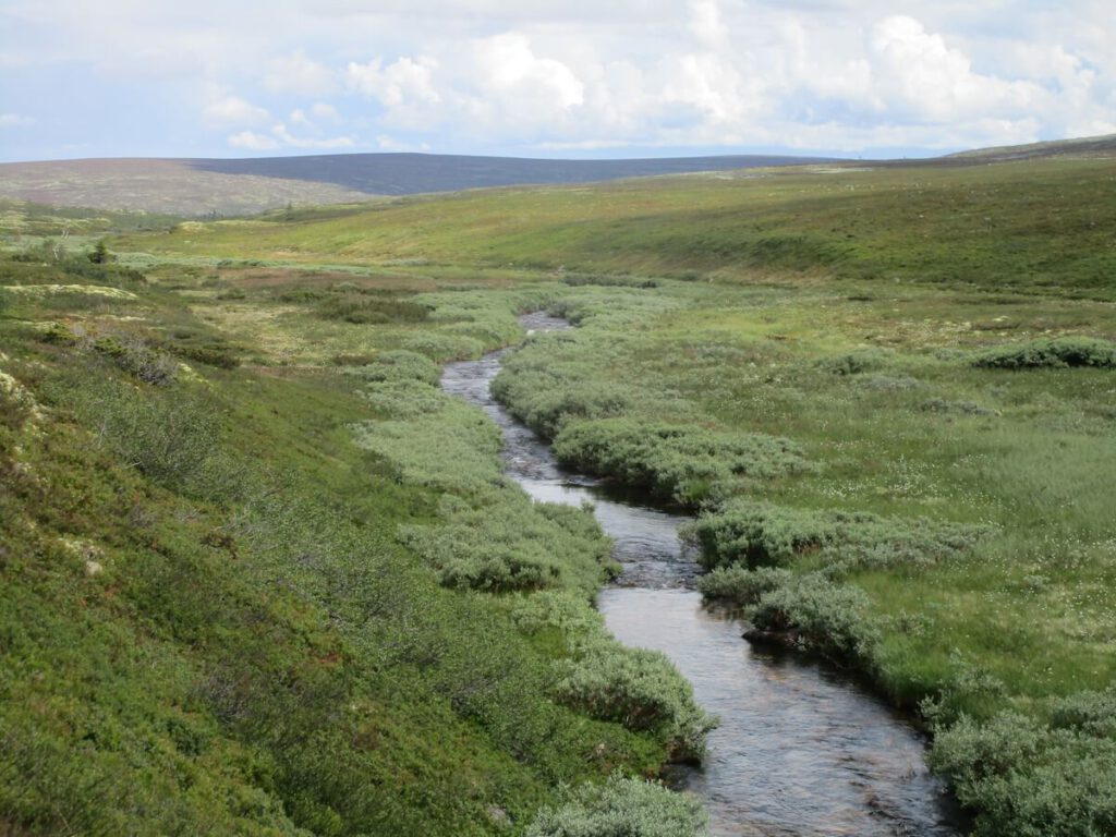 Das von niedrigen Weidengewächsen gesäumte Tälchen des Baches Tangån auf dem Kahlen Fjell des Fulufjells oberhalb der Baumgrenze. Die Bäume der subpolaren Tundra oberhalb der Baumgrenze bilden durchaus großflächige dichte Bestände, die jedoch kriechwüchsig bleiben und die schützende winterliche Schneedecke nicht überragen.