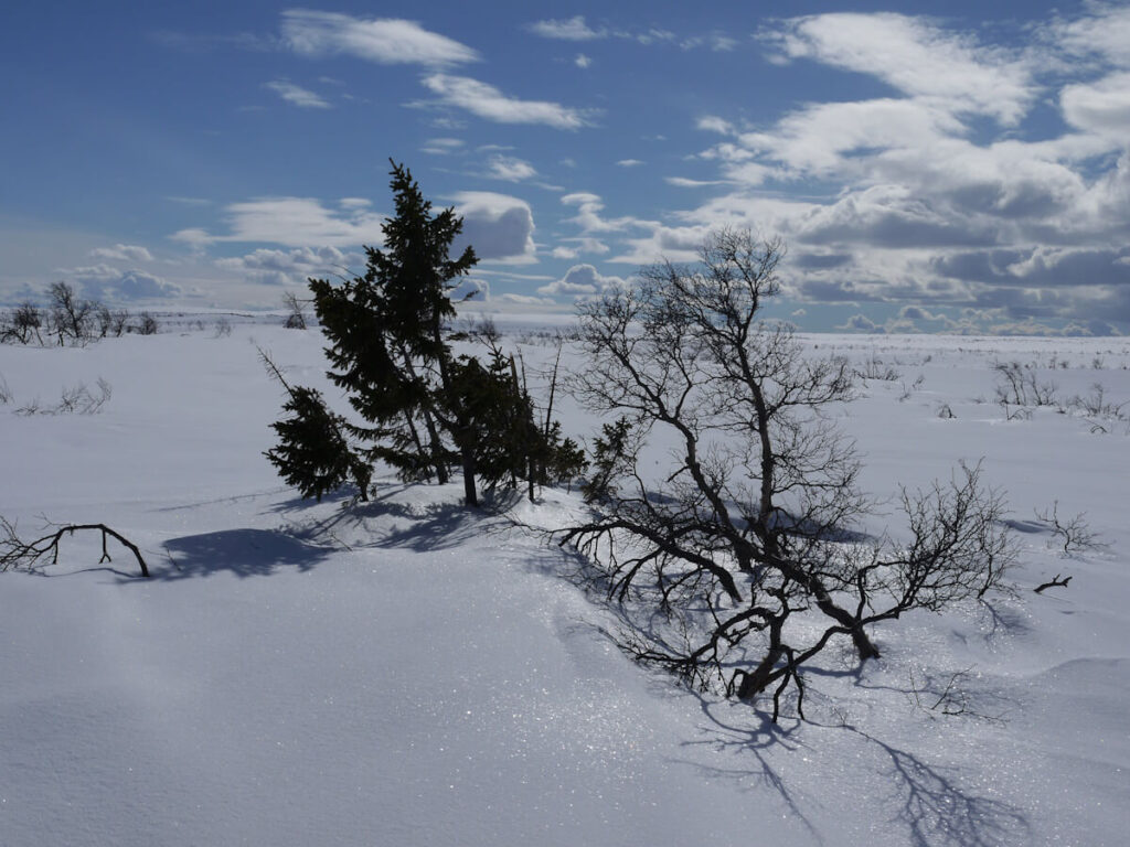 In den Randbereichen des Kahlen Fjells auf dem Hochplateau des Fulufjells gibt es vereinzelt kleine, vom Wind zerzauste Bäume (01.04.2015)