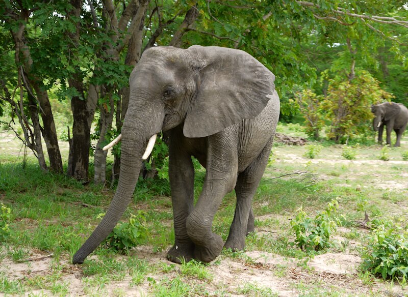 An elephant in Chobe Nature Park on the Chobe River in northern Botswana on November 28, 2025.