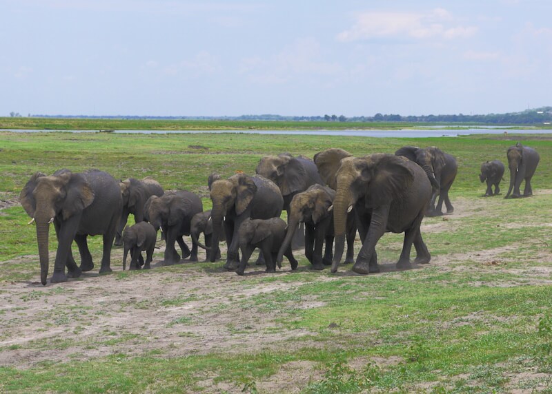 Elephants in Chobe Nature Park on the Chobe River in northern Botswana on November 28, 2025.