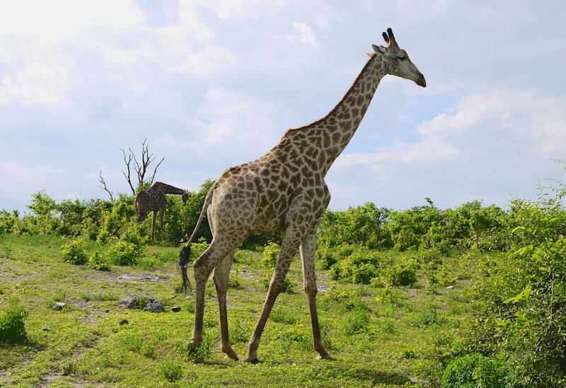 Giraffe in Chobe Nature Park on the Chobe River in northern Botswana on November 28, 2025.