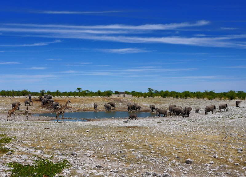 Elephants, giraffes and a black rhinoceros at a watering hole in Etosha Nature Park (Olifantsbad site) on November 23, 2025.