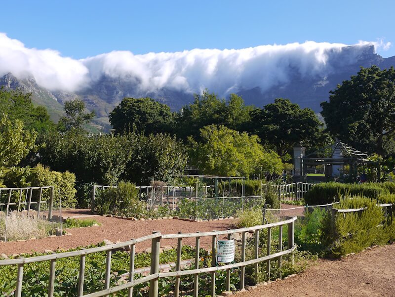 In the Company's Garden with a view of Table Mountain (1086 m) on December 24, 2025.