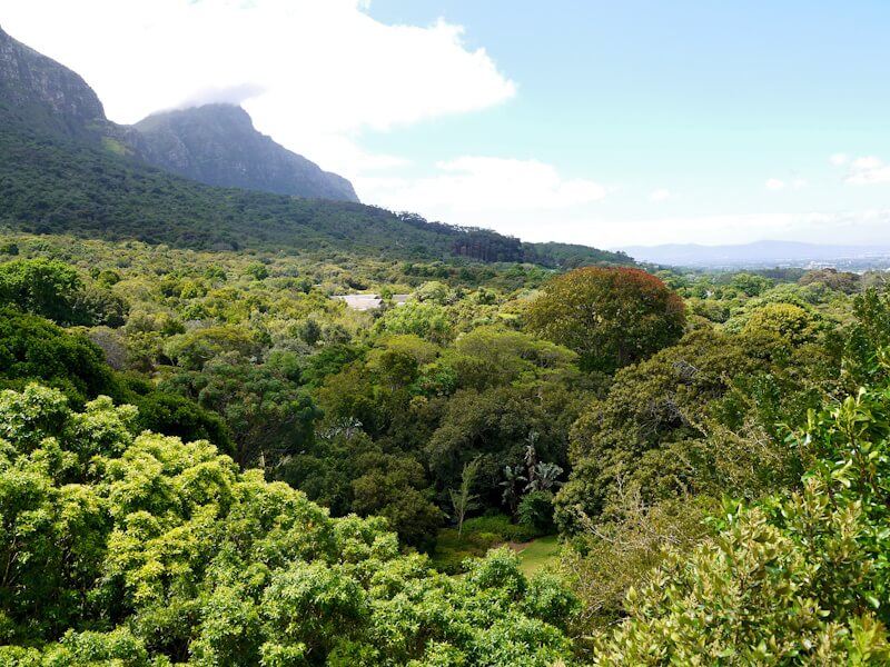 View over part of Kirstenbosch Botanical Garden at the foot of Table Mountain (1086 m) (left in the picture) on October 31, 2025.