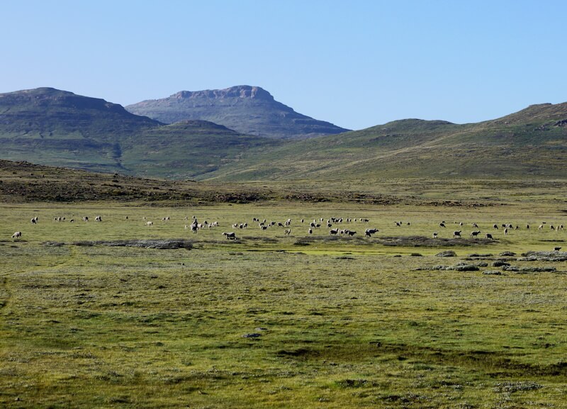 High mountain landscape with sheep northwest of the Sani Pass (2874 m) on December 15, 2025.