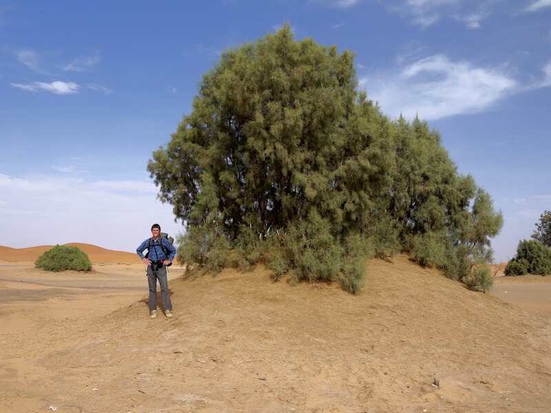 Tamariskenhügel im Erg Chebbi am Nordrand der Sahara in der Nähe des Ortes Merzouga im Südosten von Marokko am 08.05.2013 während einer gemeinsamen Rucksack-Reise mit meinem Bruder Rainald (links neben der Tamariske) in der südwestlichen Mittelmeerregion im Mai 2013.